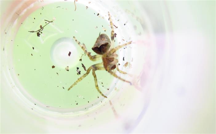 Araneidae: Gibbaranea cfr. bituberculata - Costa de Caparica (Portogallo)